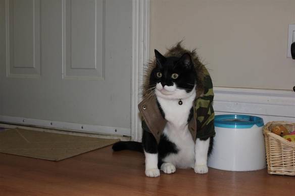 Imagem engraçada Gato Ex-Combatente no iPiadas