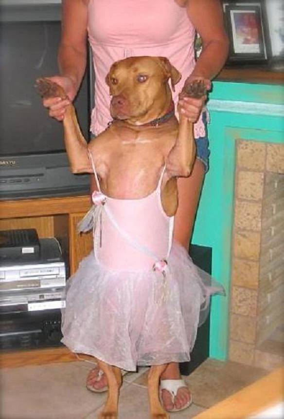 Imagem engraçada Princesa Canina no iPiadas