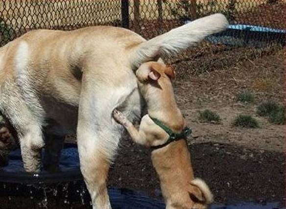 Imagem engraçada Está Me Escutando? no iPiadas