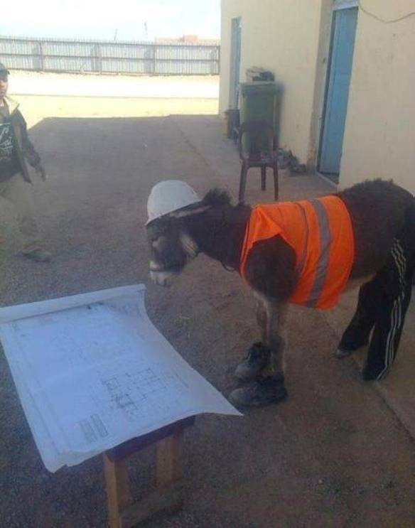 Imagem engraçada Engenheiro Burro no iPiadas