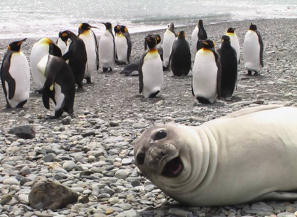 Imagem engraçada Foca Alegre no iPiadas