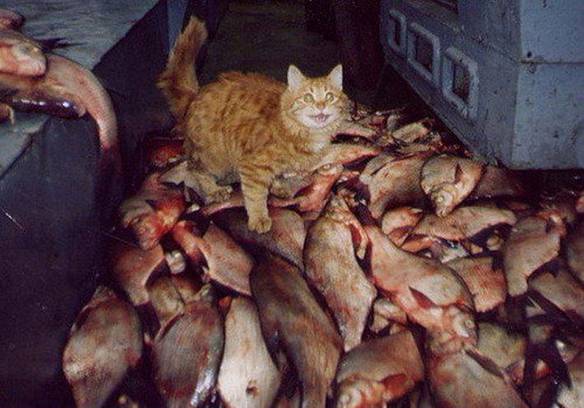 Imagem engraçada Gato Mais Feliz do Mundo no iPiadas
