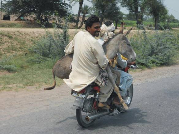 Imagem engraçada Transporte do Jegue no iPiadas