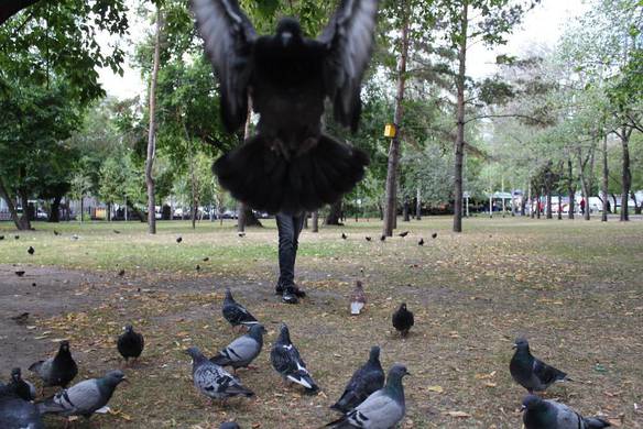 Imagem engraçada Homem Pombo no iPiadas