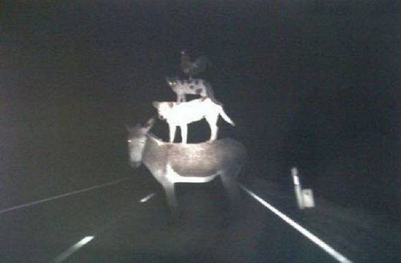 Imagem engraçada Cuidado: Animais na Pista no iPiadas
