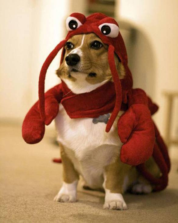 Imagem engraçada Cãolagosta no iPiadas