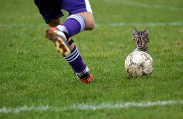 Imagem engraçada Azar do Gato no iPiadas