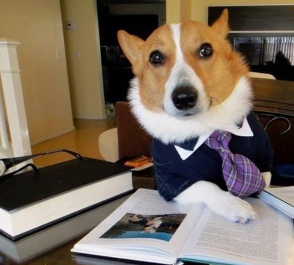 Imagem engraçada Se Dedicando aos Estudos no iPiadas