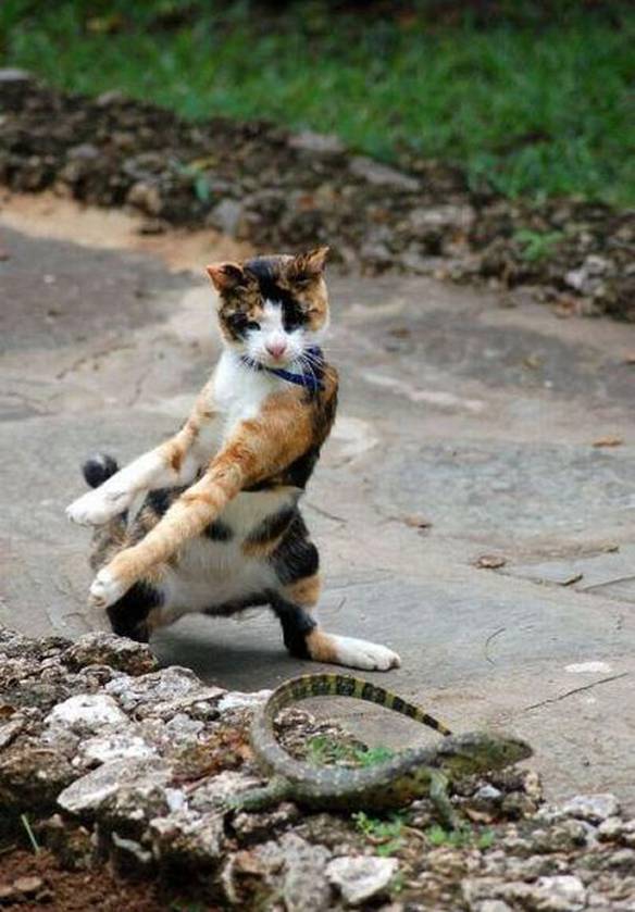 Imagem engraçada Dança Comigo no iPiadas
