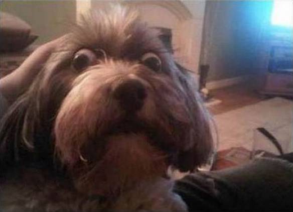 Imagem engraçada Cachorro Drogado no iPiadas
