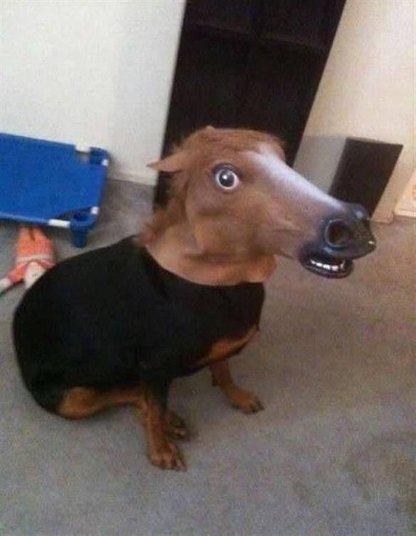 Imagem engraçada Cara de Cavalo no iPiadas