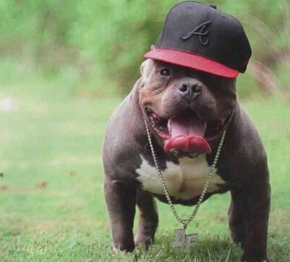 Imagem engraçada Cachorro Gangsta no iPiadas