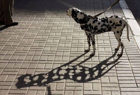 Imagem engraçada Sombra do Dálmata no iPiadas