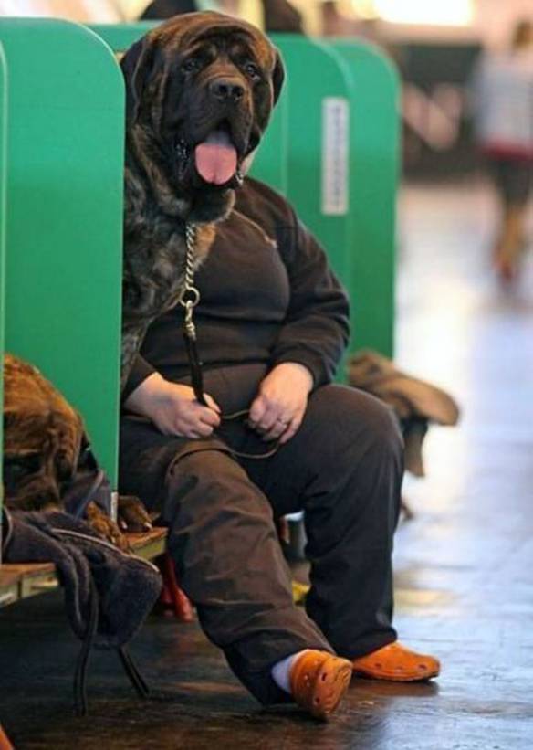 Imagem engraçada Cara de Cachorro no iPiadas