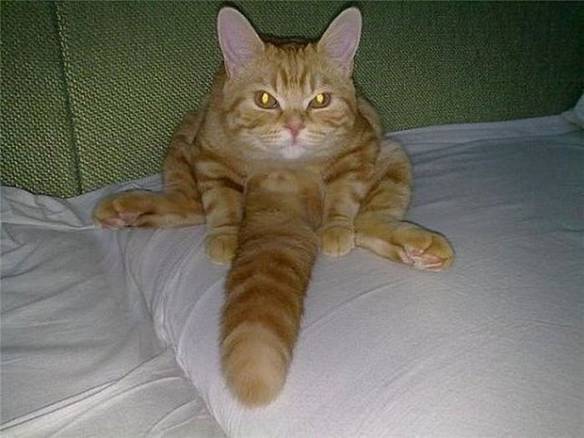 Imagem engraçada Gato Bem Dotado