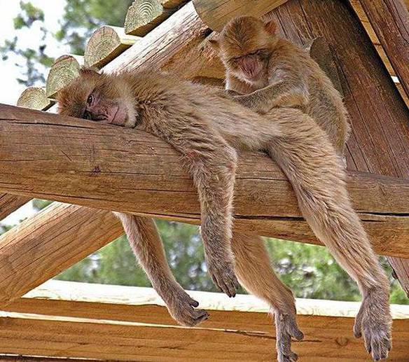 Imagem engraçada Relaxe, Não Vai Doer Nada no iPiadas