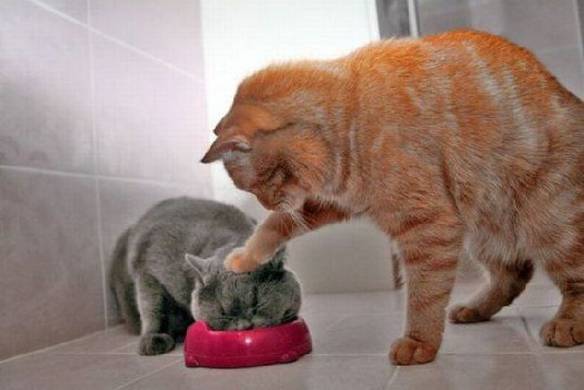 Imagem engraçada É Pra Comer Tudo no iPiadas