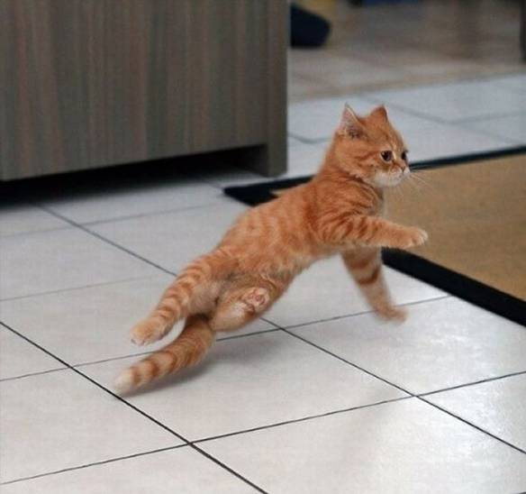 Imagem engraçada Gato Street Dance no iPiadas