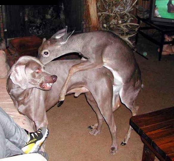Imagem engraçada Veado Pego em Flagrante no iPiadas