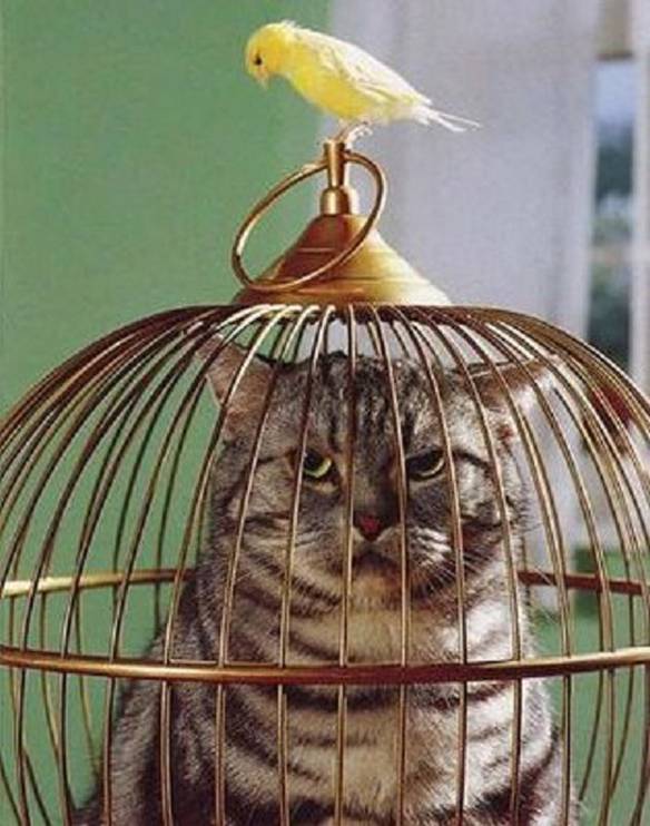 Imagem engraçada Gato Enganado no iPiadas