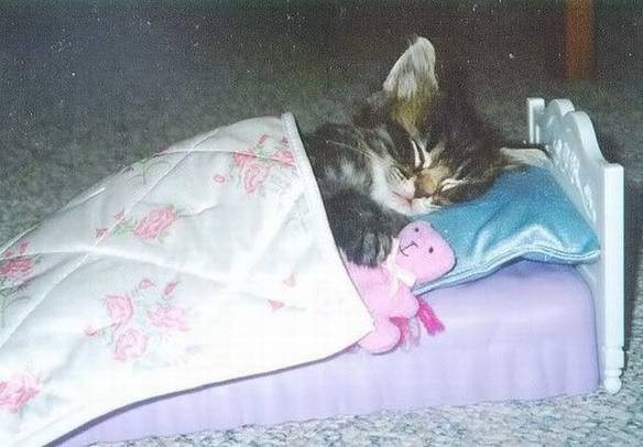 Imagem engraçada Cama do Gatinho no iPiadas