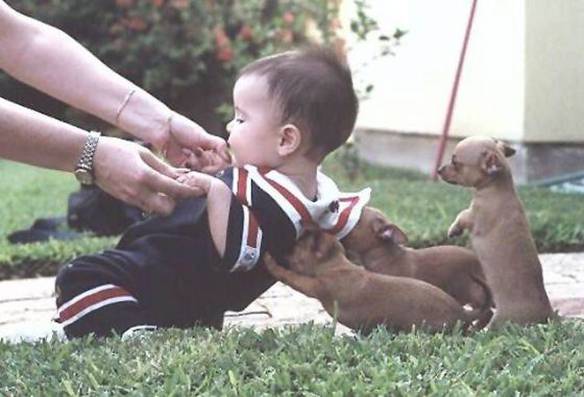Imagem engraçada Ajuda dos Cachorrinhos no iPiadas
