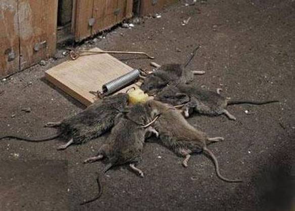 Imagem engraçada Ratos em Equipe no iPiadas