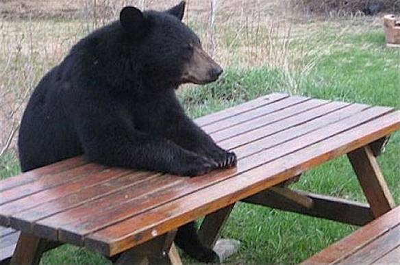 Imagem engraçada Urso Paciente no iPiadas