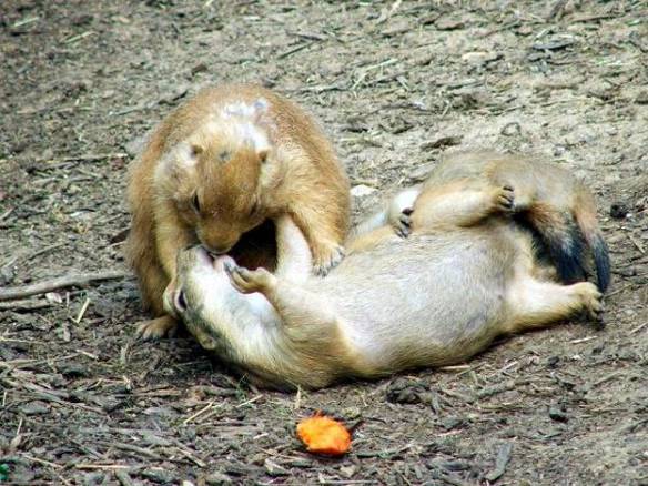 Imagem engraçada Amor Animal no iPiadas