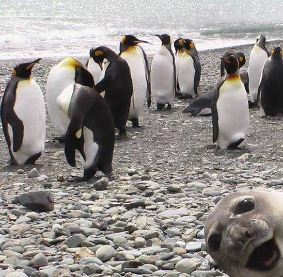 Imagem engraçada Foca Intrometida no iPiadas