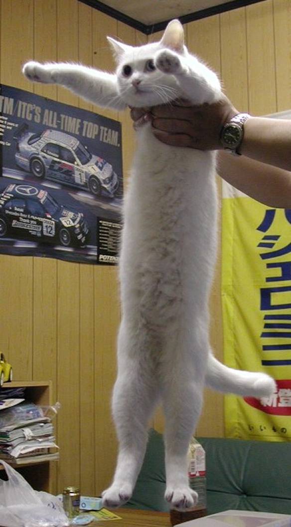 Imagem engraçada Gato Longo no iPiadas