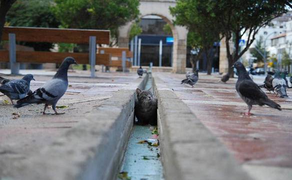 Imagem engraçada Tocaia do Gato no iPiadas