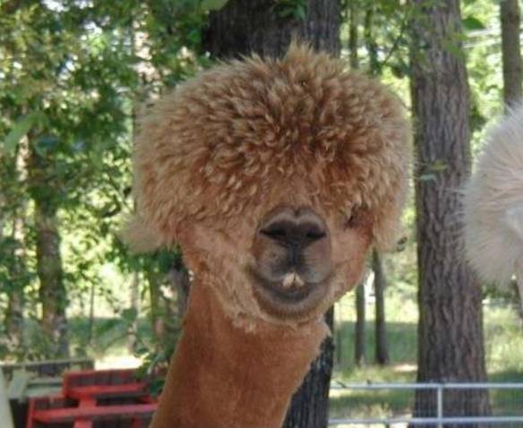 Imagem engraçada Alpaca Black Power no iPiadas