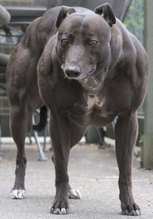 Imagem engraçada Cão Bombado no iPiadas