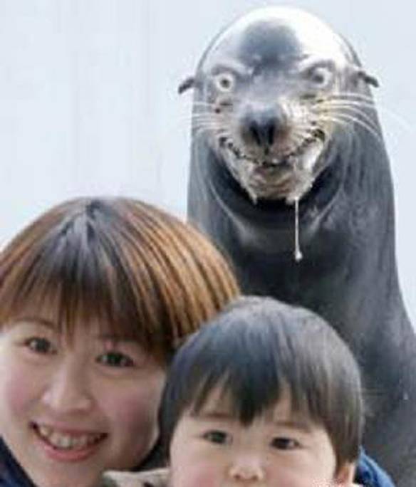 Imagem engraçada Adorável Foca no iPiadas