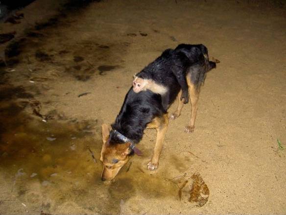 Imagem engraçada Cãomuflagem no iPiadas