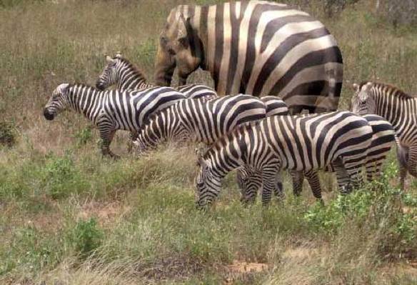 Imagem engraçada Zebrafante no iPiadas