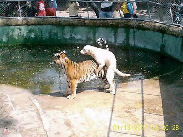 Imagem engraçada Cão Coragem no iPiadas