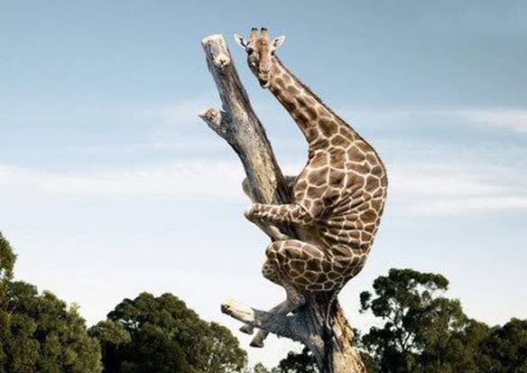 Imagem engraçada Girafa com Medo no iPiadas