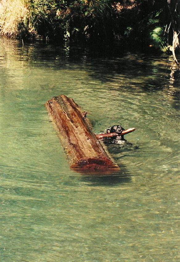 Imagem engraçada Boa Pegada no iPiadas