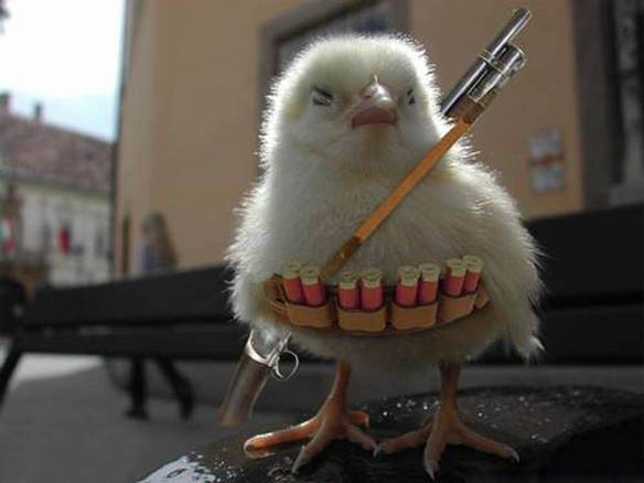 Imagem engraçada Guerra das Aves no iPiadas