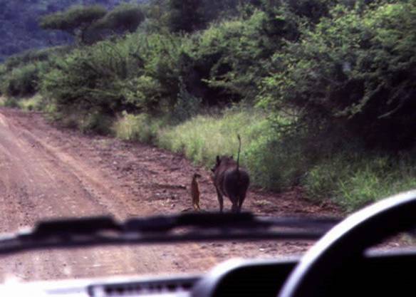 Imagem engraçada Timão e Pumba no iPiadas