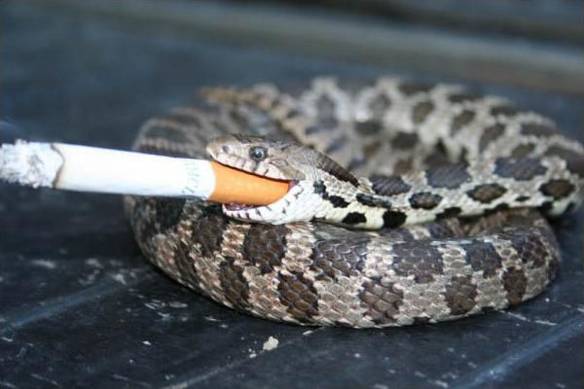 Imagem engraçada A Cobra Vai Fumar no iPiadas