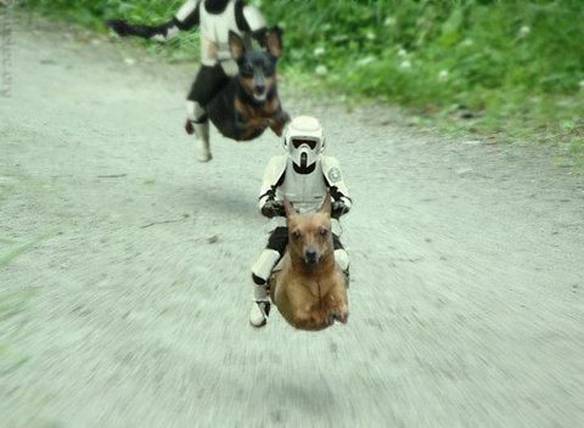 Imagem engraçada Transporte Canino no iPiadas