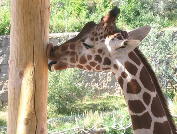 Imagem engraçada Beijinho da Girafa no iPiadas