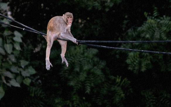 Imagem engraçada Macaco Equilibrista no iPiadas