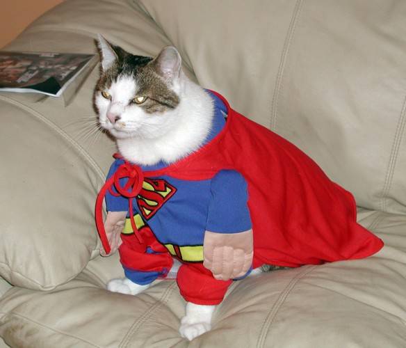 Imagem engraçada Super Gato no iPiadas
