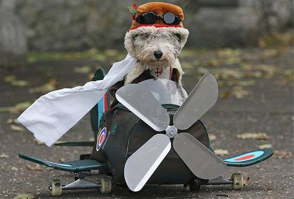 Imagem engraçada Cão Aviador no iPiadas
