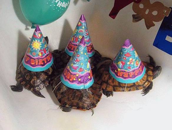 Imagem engraçada Aniversário da Tartaruga no iPiadas