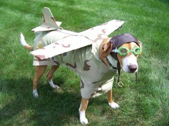 Imagem engraçada Cão Força Aérea no iPiadas